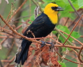 Chrysomus icterocephalus